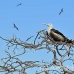 frigatebird_magnificent_nsey_h_0215_ecu0417.jpg